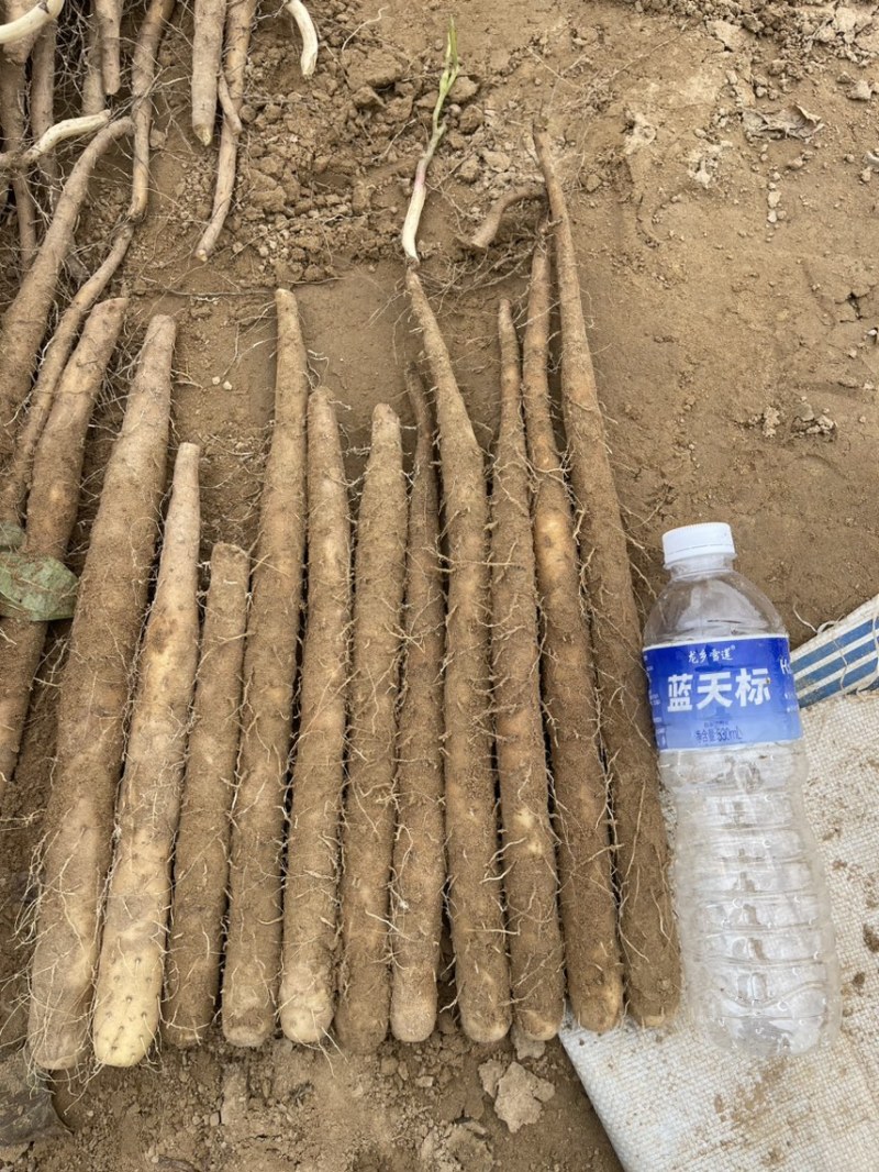 内黄山药产地双棒好二路，大量上市中欢迎下单～