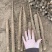 内黄山药产地双棒好二路，大量上市中欢迎下单～