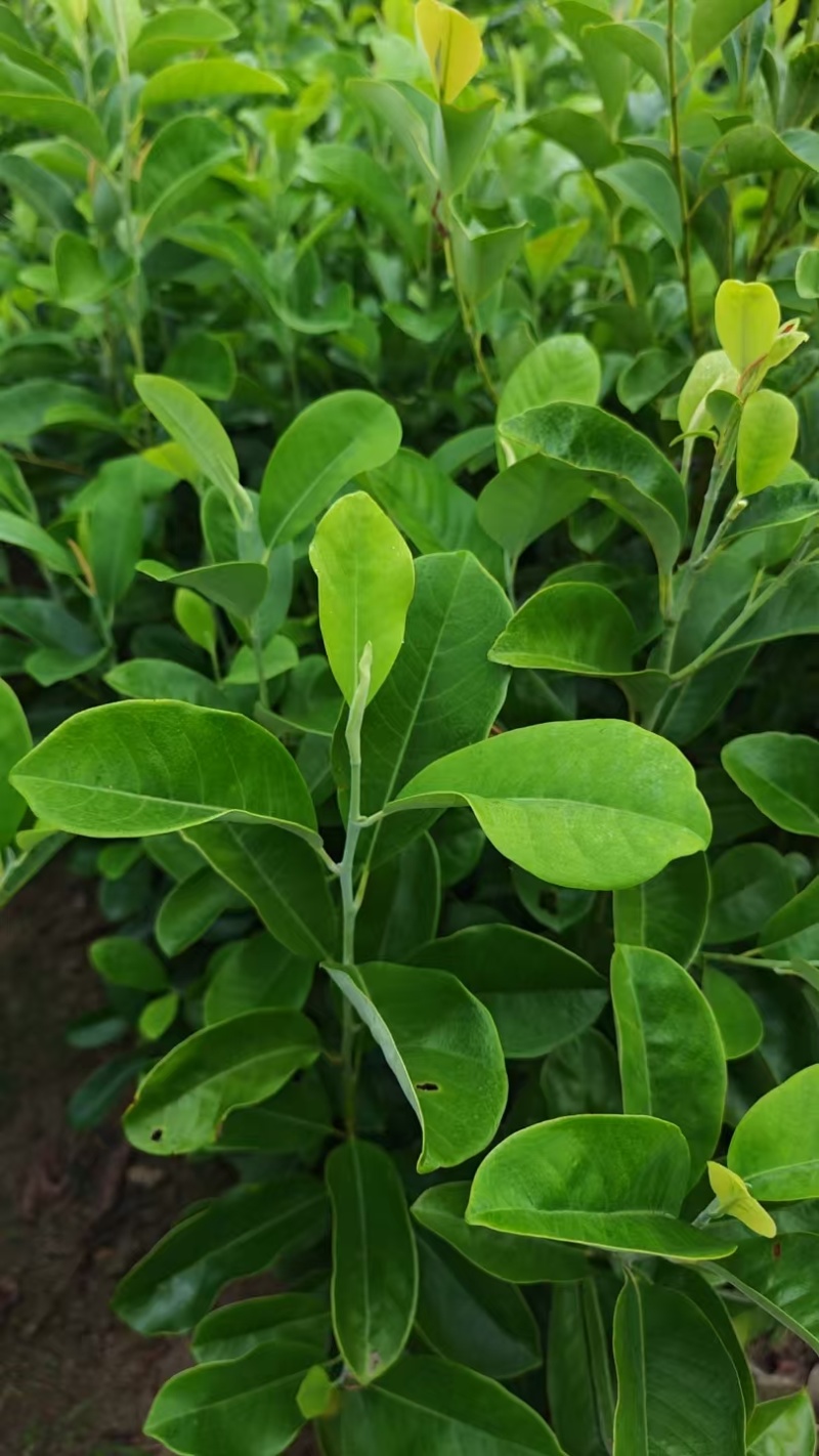 深山含笑杯苗，产地一手货源量大优惠，欢迎新老客户合作