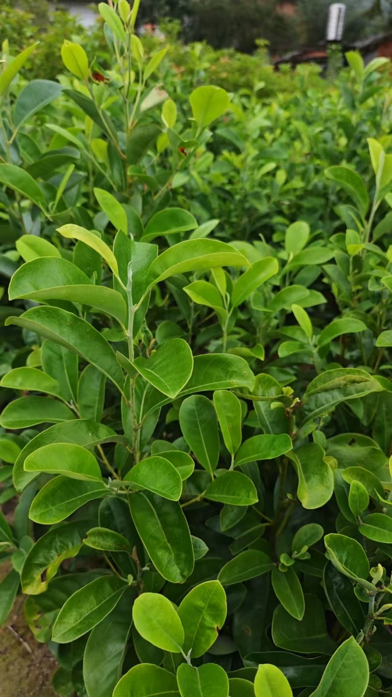 深山含笑杯苗，产地一手货源量大优惠，欢迎新老客户合作