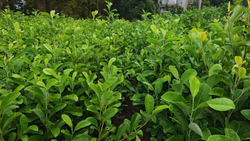 深山含笑杯苗，产地一手货源量大优惠，欢迎新老客户合作