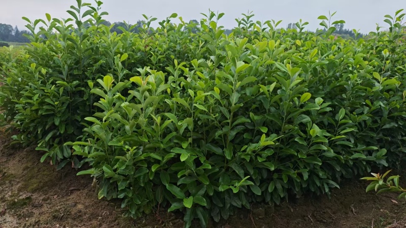 深山含笑杯苗，产地一手货源量大优惠，欢迎新老客户合作