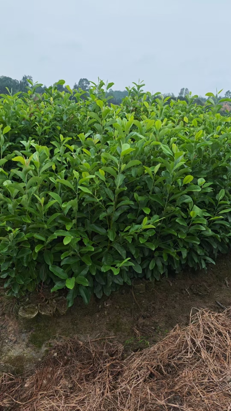 深山含笑杯苗，产地一手货源量大优惠，欢迎新老客户合作