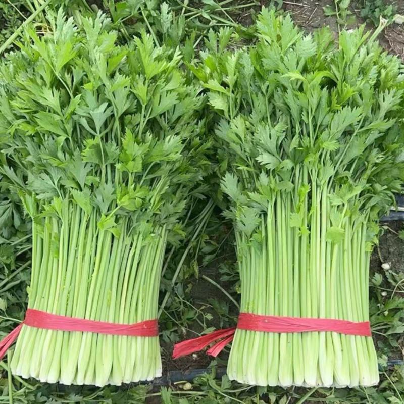 精品西芹，大量有货，产地直发，欢迎各位老板订购