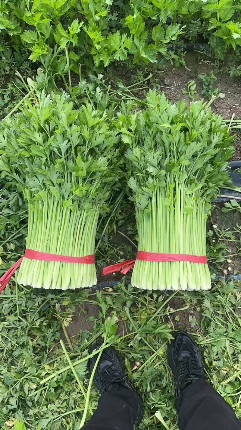 精品西芹，大量有货，产地直发，欢迎各位老板订购