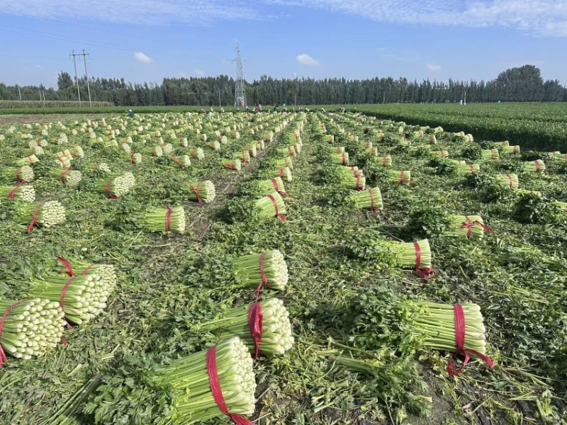 精品西芹，大量有货，产地直发，欢迎各位老板订购