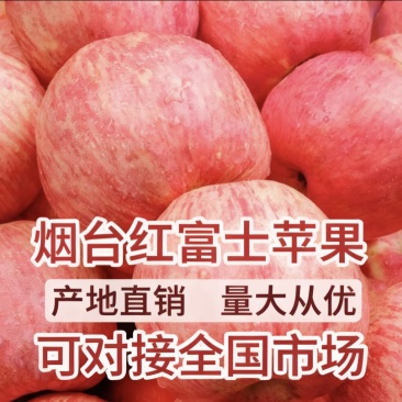 正宗山东烟台红富士苹果水晶富士条红精品货对接商超实地考察