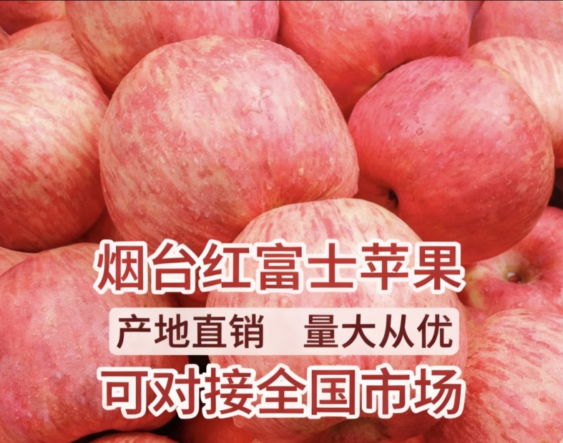 正宗山东烟台红富士苹果水晶富士条红精品货对接商超实地考察