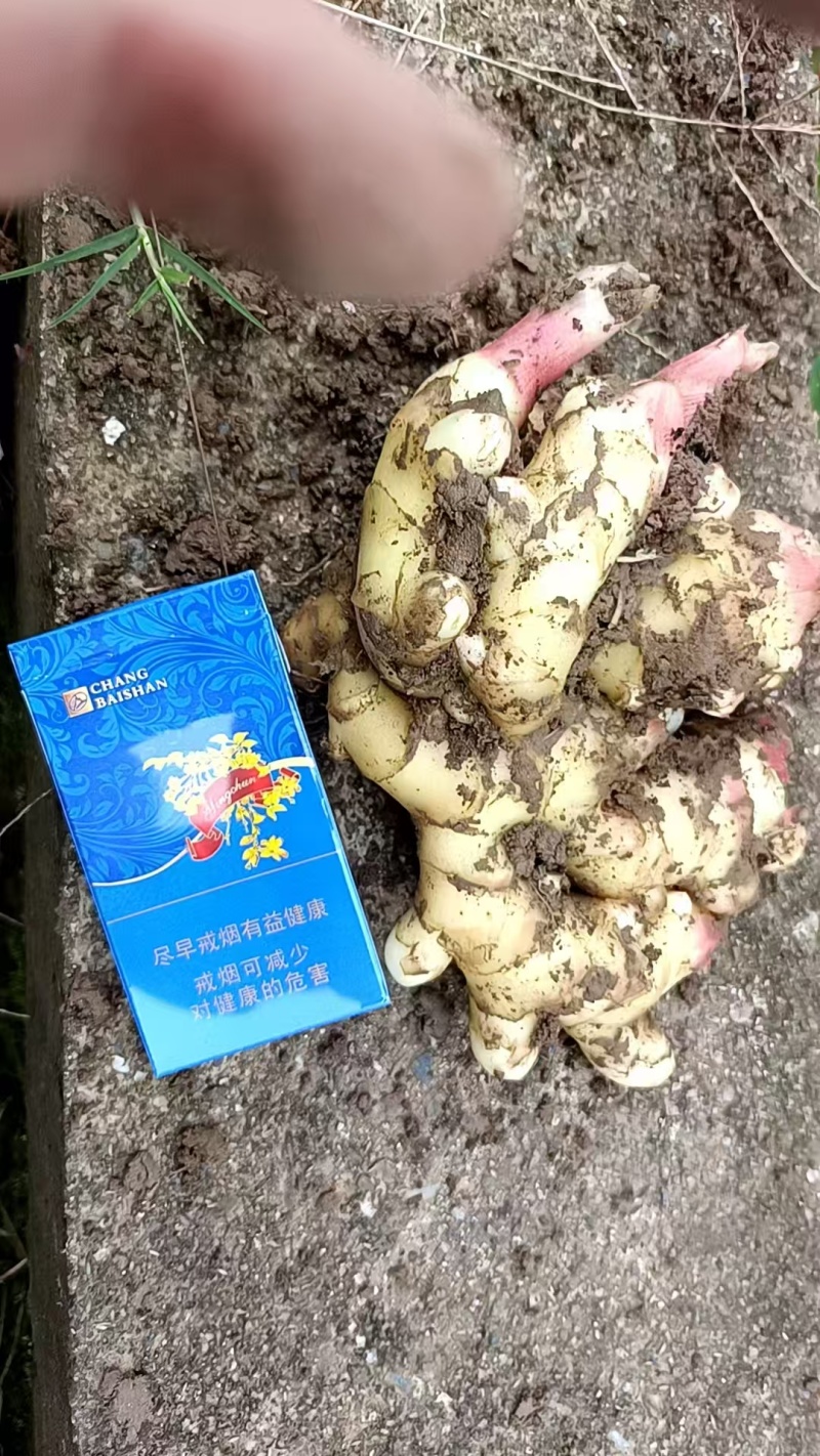 生姜水洗生姜产地直销一手货源质量好价格合适