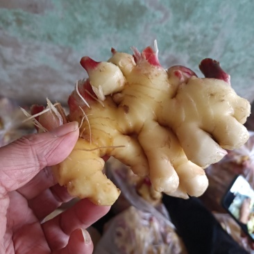生姜水洗生姜产地直销一手货源质量好价格合适