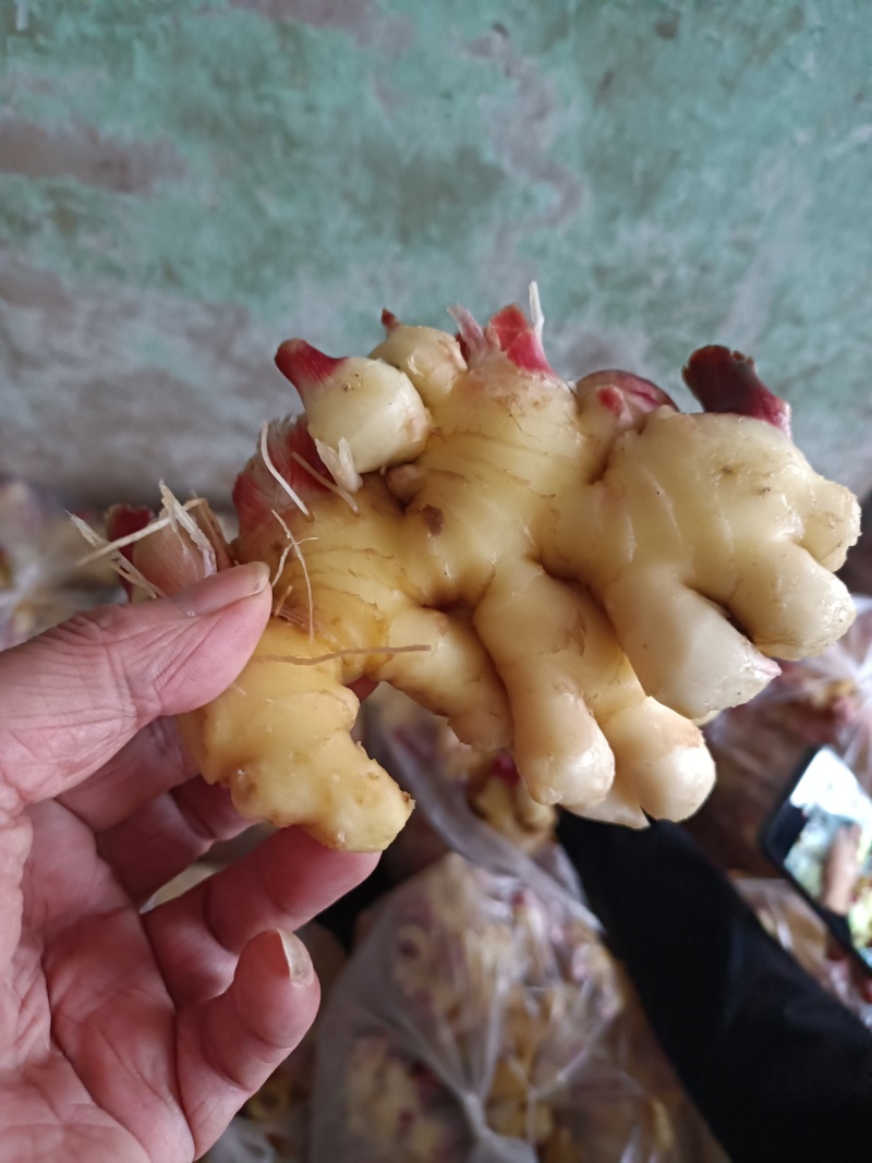 生姜水洗生姜产地直销一手货源质量好价格合适