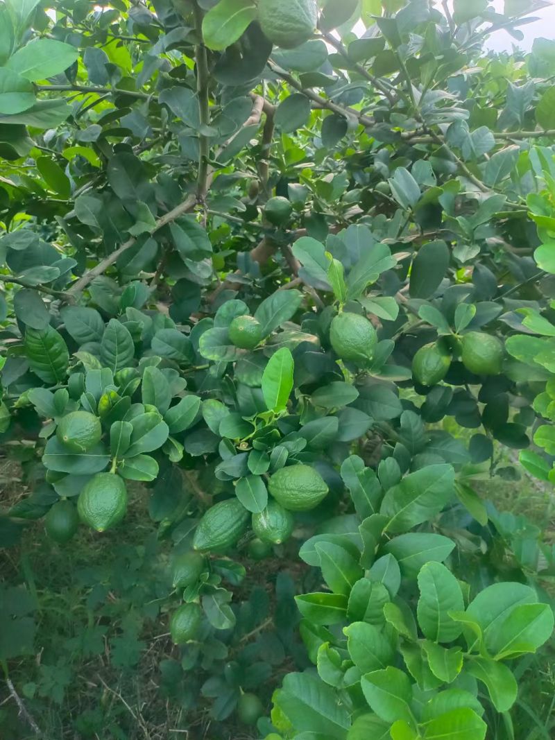 香水柠檬