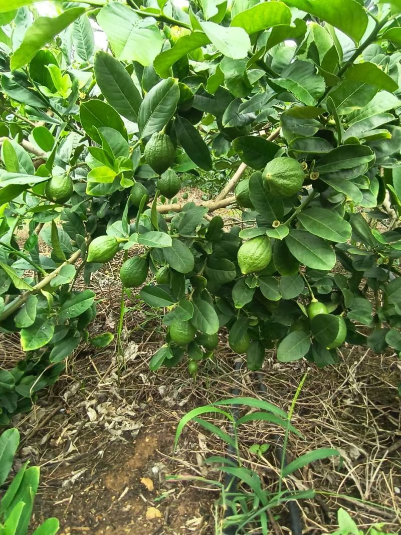 香水柠檬
