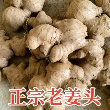 贵州高山2年老姜母