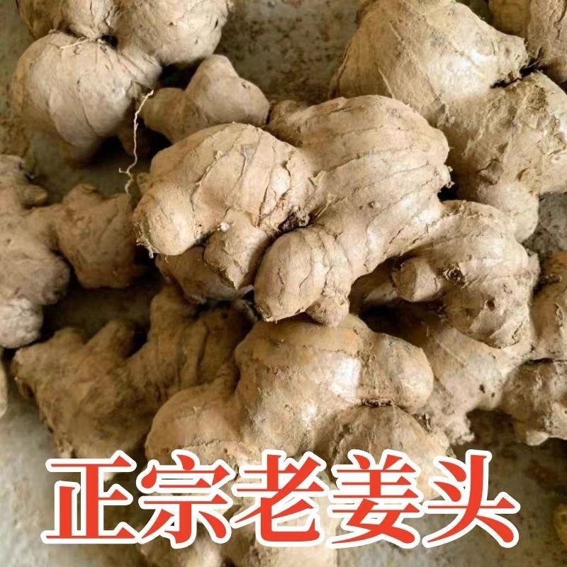 贵州高山2年老姜母