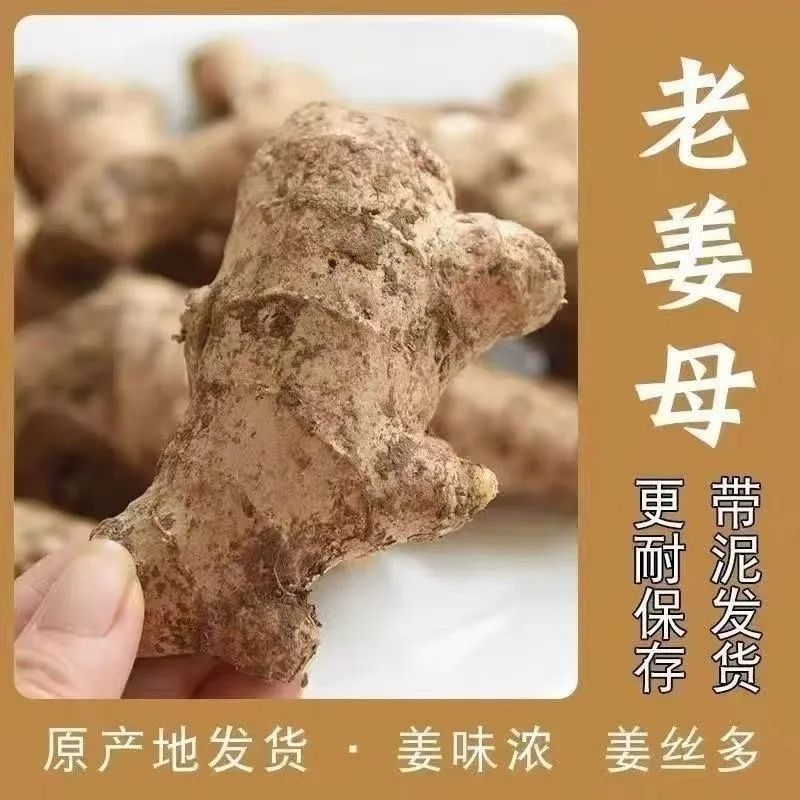 贵州高山2年老姜母