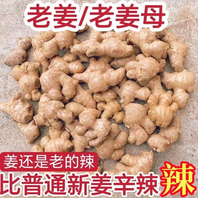 贵州高山2年老姜母