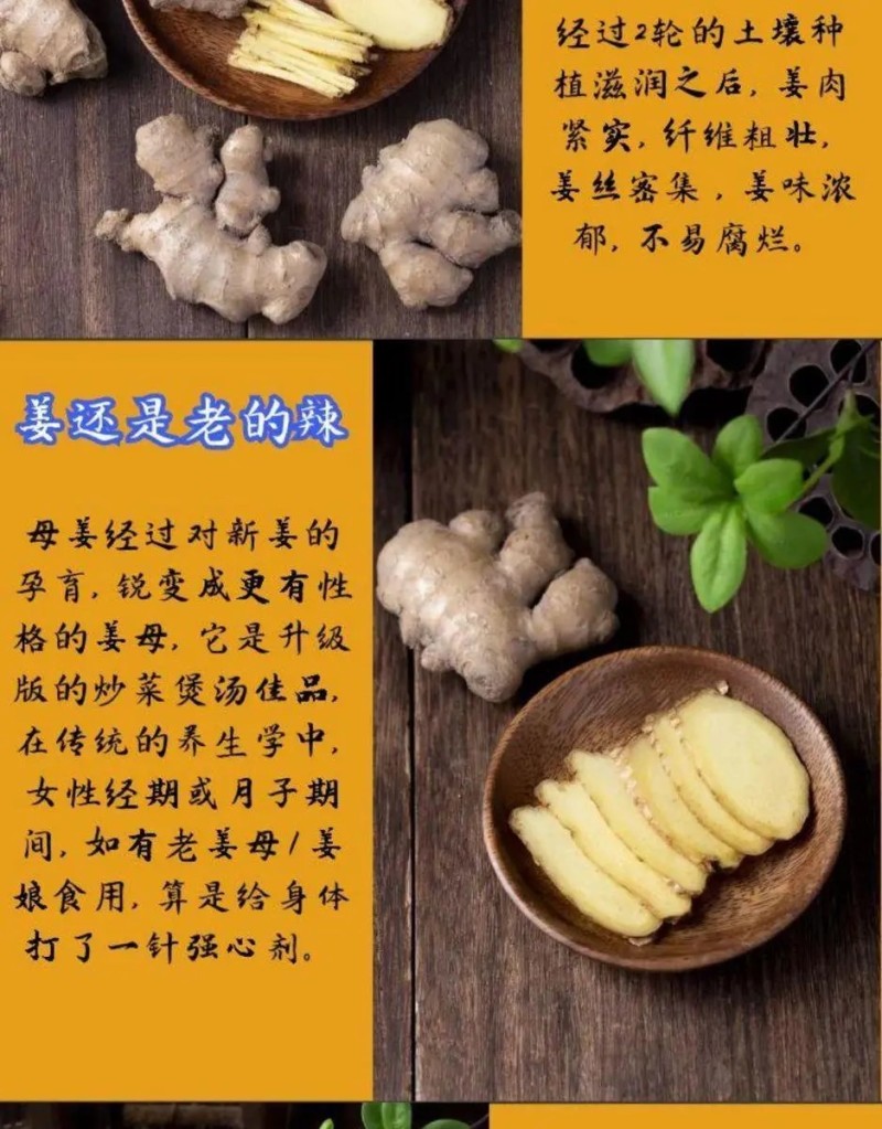贵州高山2年老姜母