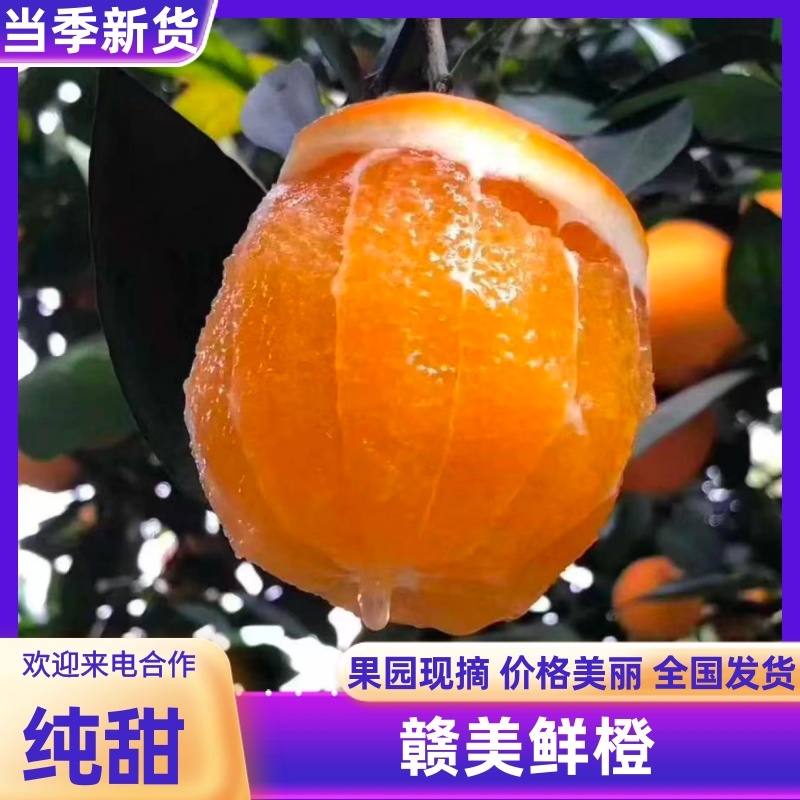 赣美鲜橙，新果现货，支持市场，商超，全国代收代发