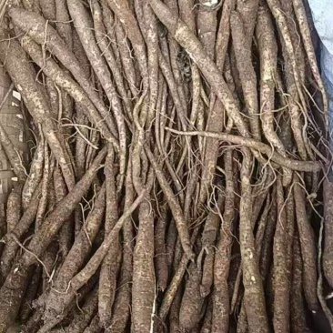 高原特色食用甜当归鲜货，大量，炖鸡炖猪脚炖排骨好吃又营养