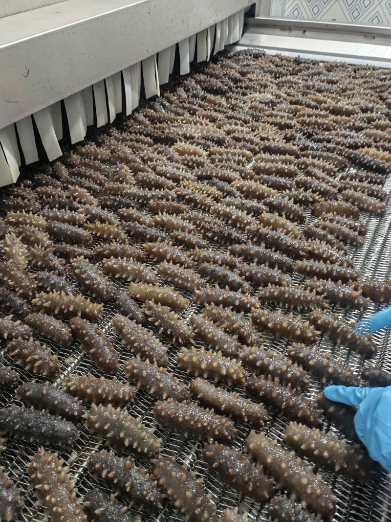 鲜食海参