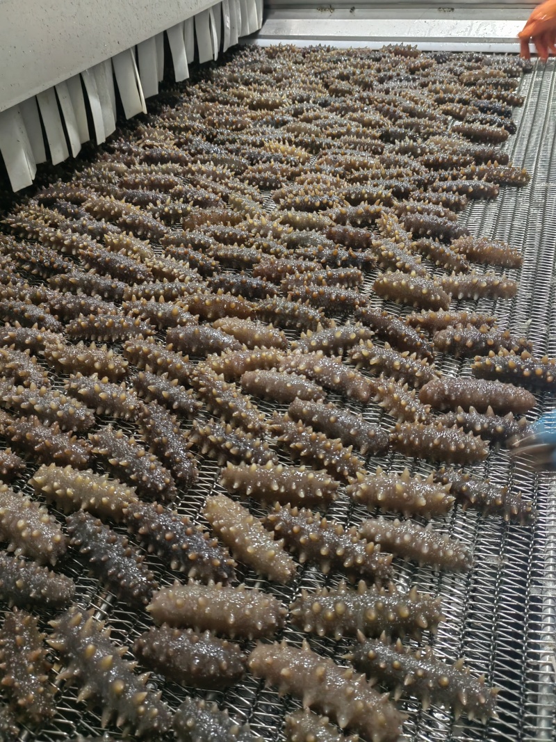 鲜食海参