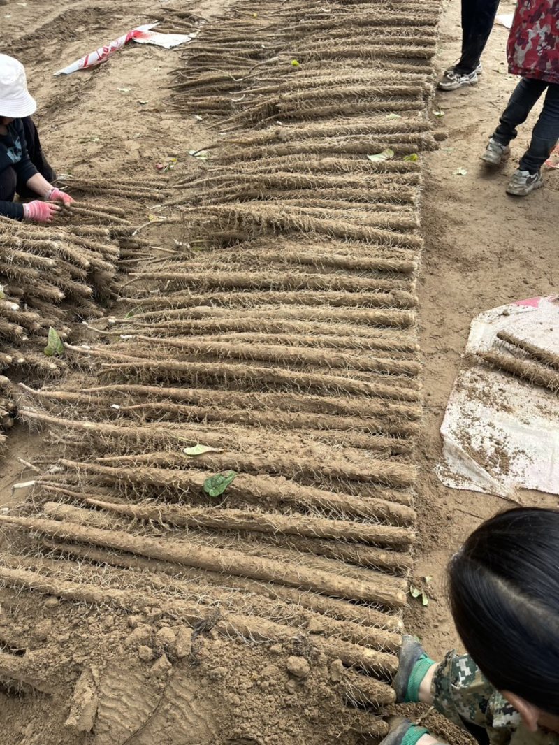 大货双棒中粗往上56789，条形好圆头率高，