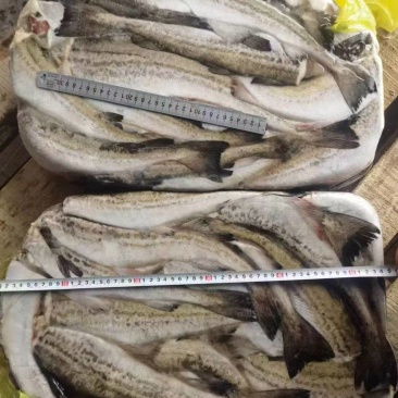 俄罗斯狭鳕鱼明太鱼
