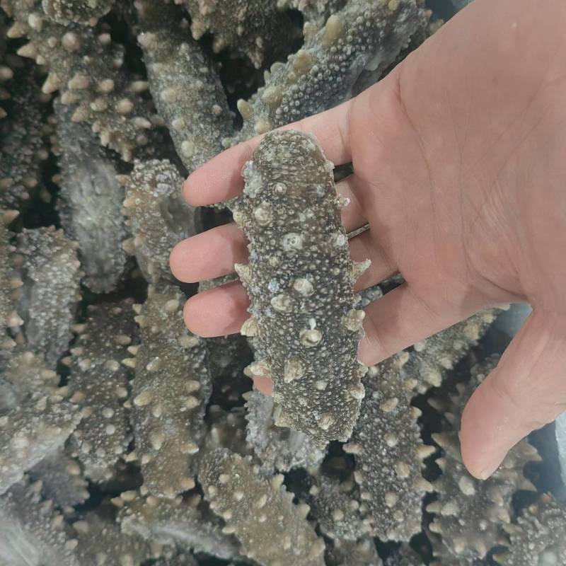 鲜食海参