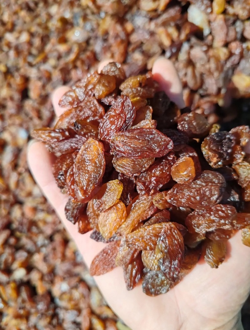 红香妃葡萄干大量上市量大质优价廉欢迎各大老板采购
