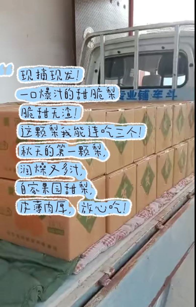 吃对梨，选包金！果皮金黄！皮薄肉嫩无渣感！产量高！