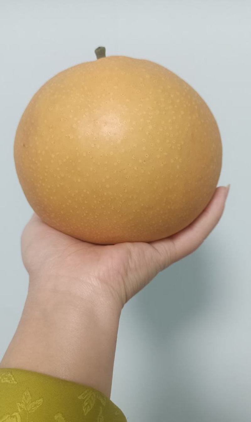吃对梨，选包金！果皮金黄！皮薄肉嫩无渣感！产量高！