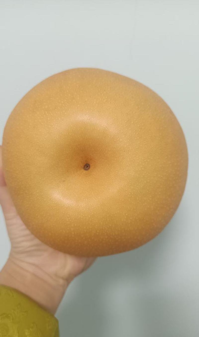 吃对梨，选包金！果皮金黄！皮薄肉嫩无渣感！产量高！