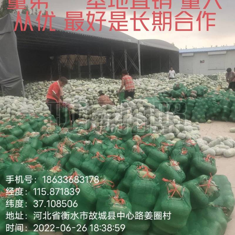 水果冬瓜支持视频看货需要的联系我