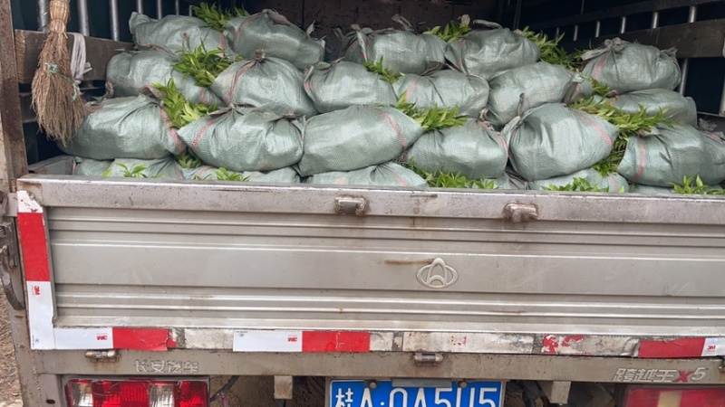 感谢广东老板的关照，今天出三万颗小杯苗