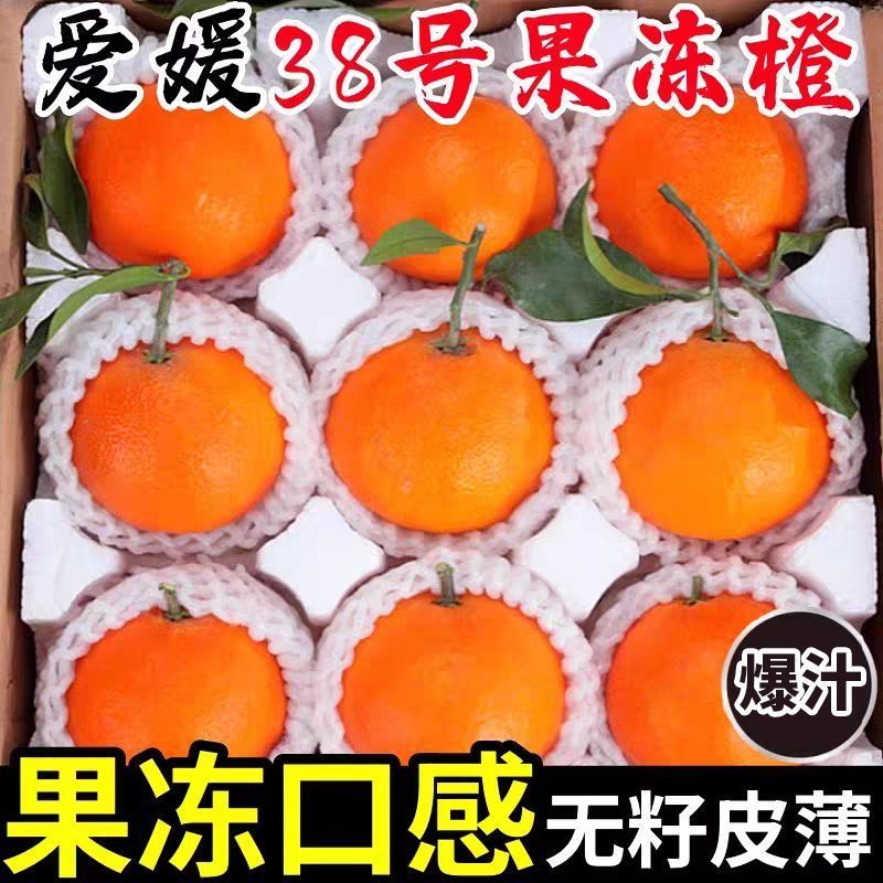 《热卖》四川爱媛果冻橙基地直发对接全国保质保量一条龙
