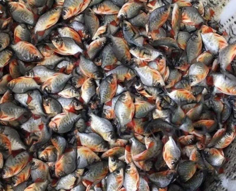 红腹鲳鱼苗纯种快大苍鱼苗淡水红鲳昌鱼苗水虎鱼苗