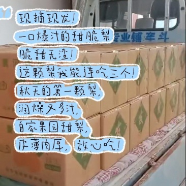 吃对梨，选包金！果皮金黄！皮薄肉嫩无渣感！产量高！