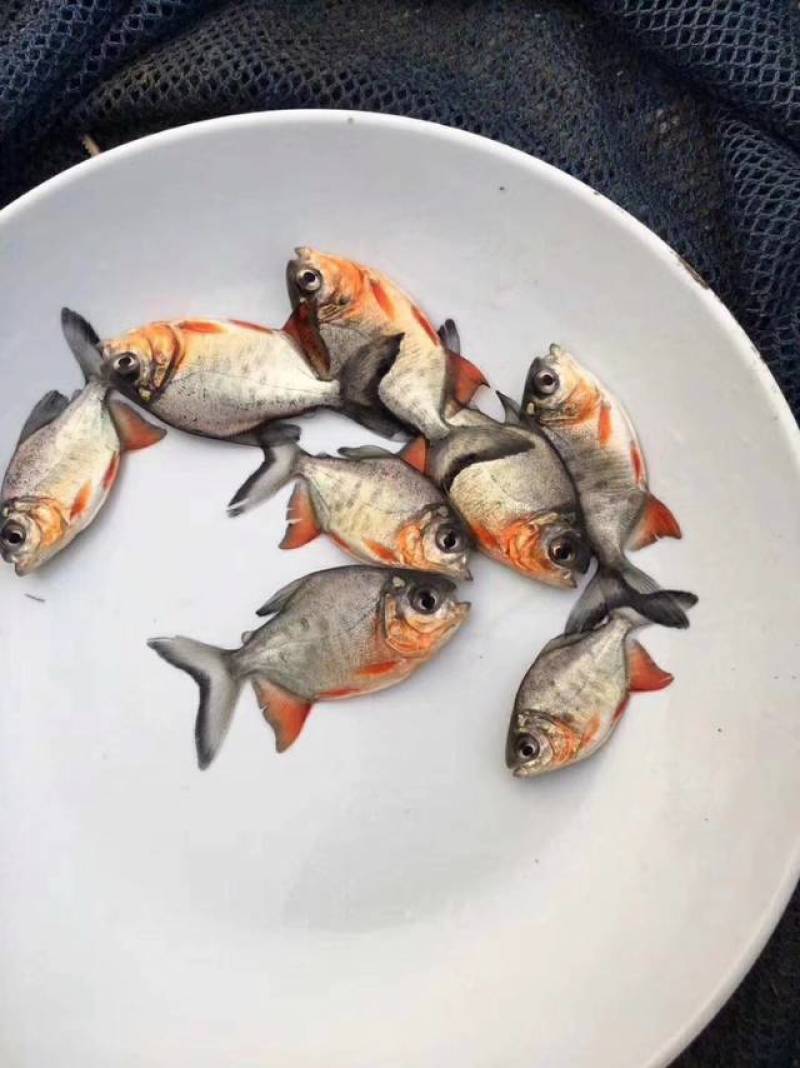 红腹鲳鱼苗纯种快大苍鱼苗淡水红鲳昌鱼苗水虎鱼苗
