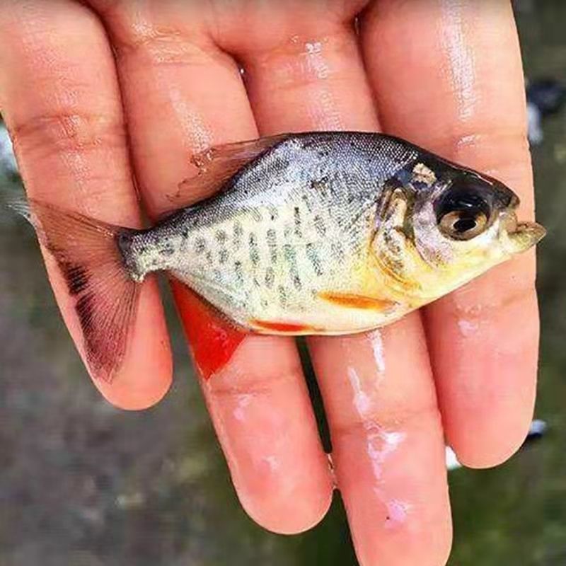 红腹鲳鱼苗纯种快大苍鱼苗淡水红鲳昌鱼苗水虎鱼苗