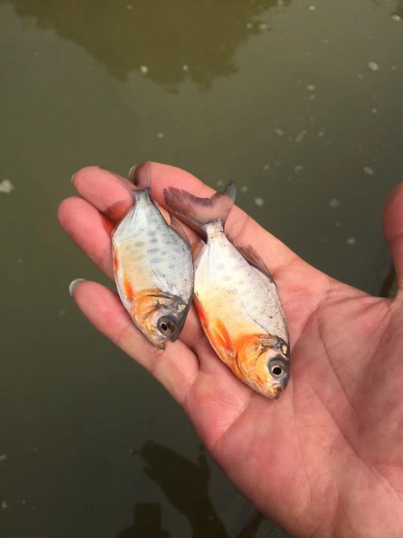 红腹鲳鱼苗纯种快大苍鱼苗淡水红鲳昌鱼苗水虎鱼苗