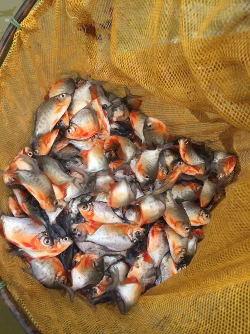 红腹鲳鱼苗纯种快大苍鱼苗淡水红鲳昌鱼苗水虎鱼苗