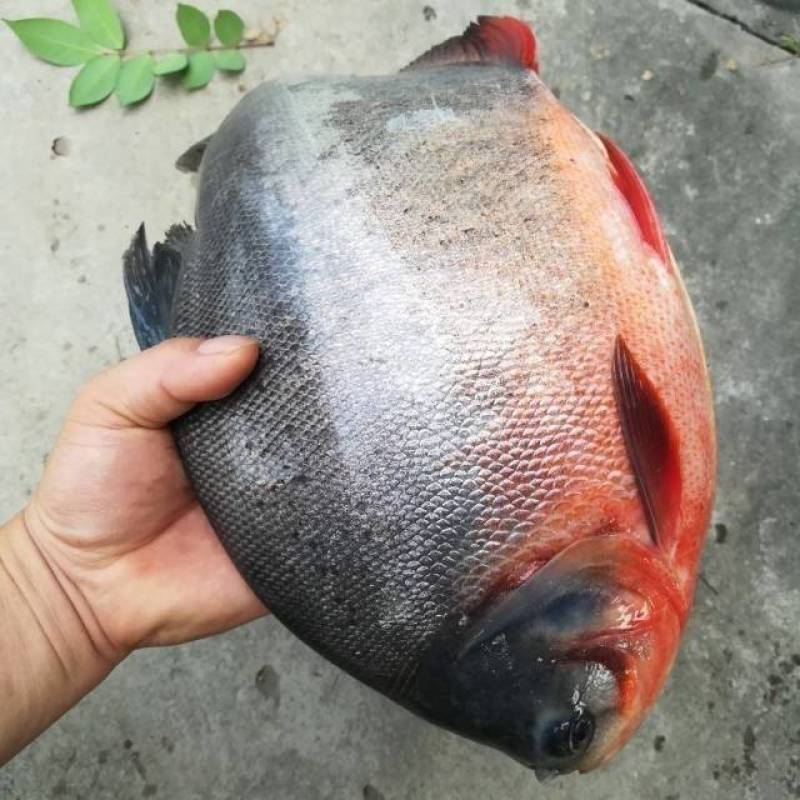 红腹鲳鱼苗纯种快大苍鱼苗淡水红鲳昌鱼苗水虎鱼苗