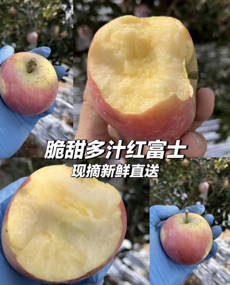 红富士苹果/山西运城/皮薄脆甜冰糖心量大从优。