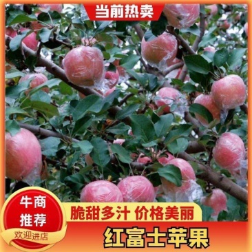 红富士苹果/山西运城/皮薄脆甜冰糖心量大从优。