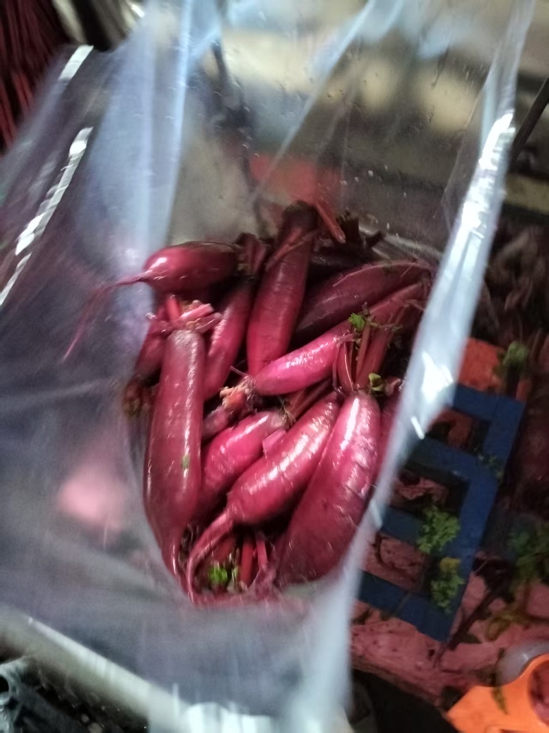 胭脂萝卜，里外透红，是泡菜的必选之品，又脆又甜。