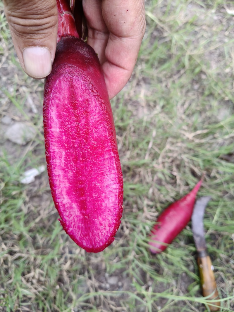 胭脂萝卜，里外透红，是泡菜的必选之品，又脆又甜。