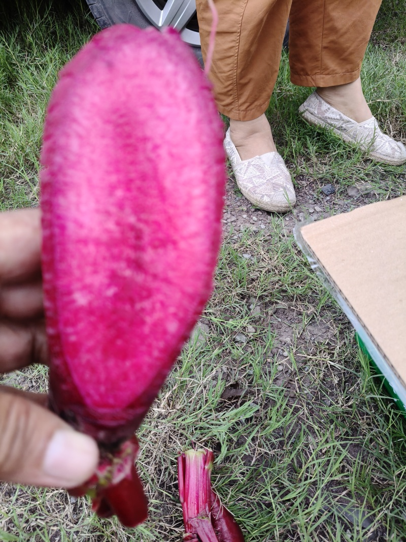 胭脂萝卜，里外透红，是泡菜的必选之品，又脆又甜。