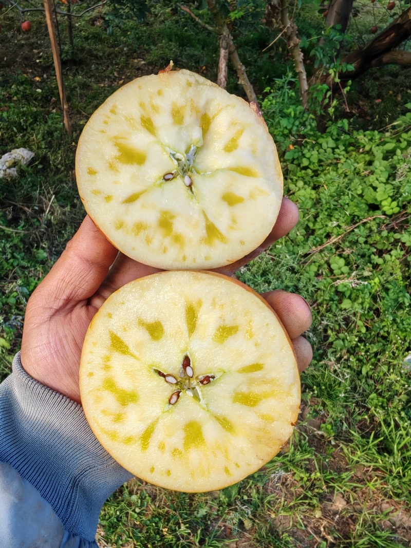 大凉山盐源糖心苹果实力代办，有需要的，老板，可以来联系，