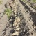 新疆喀什沙地人参薯对接全国软糯香甜价格美丽质量好走货快